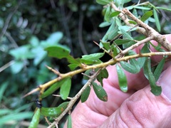 Pittosporum viscidum