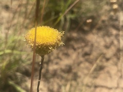 Podolepis linearifolia