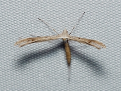 Stenoptilia zophodactylus