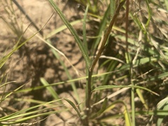 Podolepis linearifolia