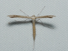 Stenoptilia zophodactylus