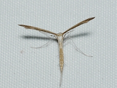 Stenoptilia zophodactylus