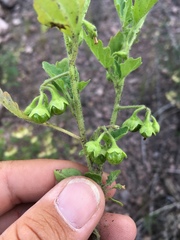 Solanum physalifolium nitidibaccatum