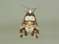 Thallarcha phalarota