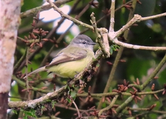 Phyllomyias griseiceps