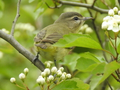 Vireo philadelphicus