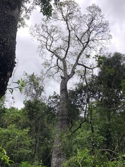 Brachychiton rupestris