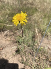 Podolepis linearifolia