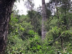 Brachychiton rupestris