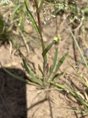 Podolepis linearifolia