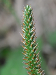 Plantago australis