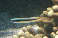 Thalassoma amblycephalus