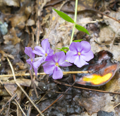 Phlox carolina