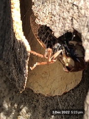 Stenocotis depressa