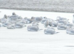 Larus glaucoides kumlieni