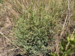 Pimelea spinescens spinescens