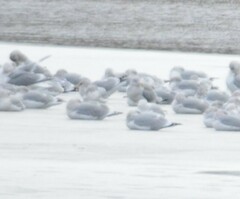 Larus glaucoides kumlieni