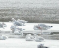 Larus glaucoides kumlieni