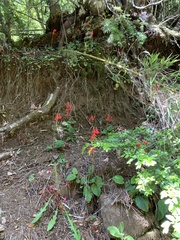 Ourisia coccinea coccinea
