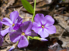 Phlox carolina