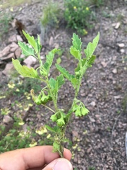 Solanum physalifolium nitidibaccatum