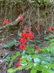 Ourisia coccinea coccinea