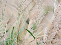 Pycnonotus sinensis formosae