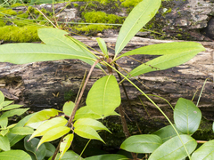 Rhododendron maximum