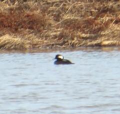 Lophodytes cucullatus