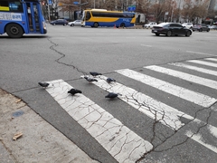 Columba livia domestica