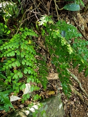 Asplenium pseudolaserpitiifolium