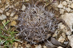 Coryphantha sulcata