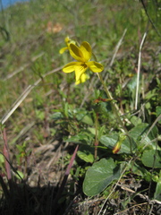 Viola purpurea quercetorum