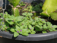 Stemodia verticillata