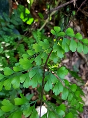 Asplenium pseudolaserpitiifolium