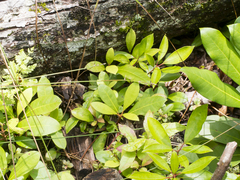 Rhododendron arborescens