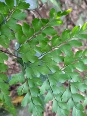Asplenium pseudolaserpitiifolium