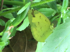 Eurema hecabe hecabe