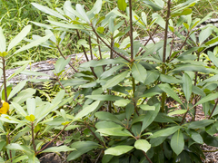 Rhododendron maximum