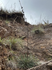 Agave lexii