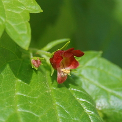 Scrophularia peregrina