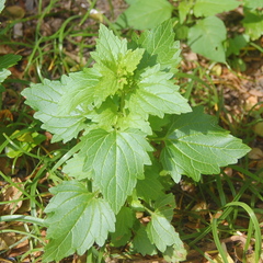 Scrophularia peregrina