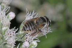 Megachile brevis