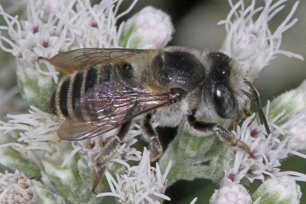 Megachile brevis