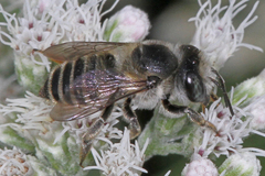 Megachile brevis