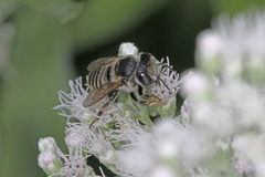 Megachile brevis
