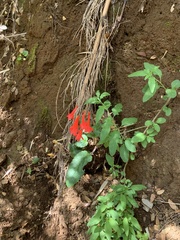 Ourisia coccinea coccinea