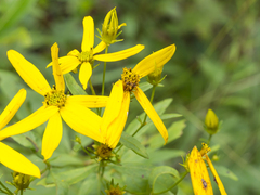 Coreopsis major