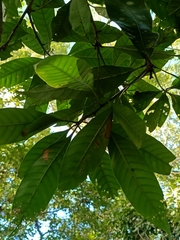 Lithocarpus