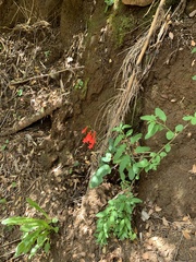 Ourisia coccinea coccinea